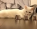 Three Cup Monte Cat Could Really Clean Up In New York City [VIDEO]