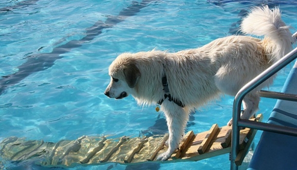 Dog Safety in Pool Areas (Because It’s Summer)